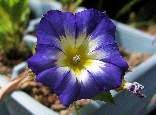 پیچک سه رنگ